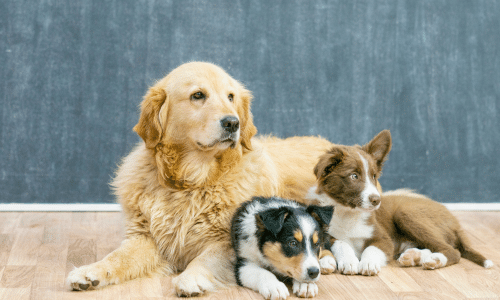 Pack 3 animales