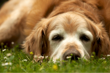 perro senior alzheimer