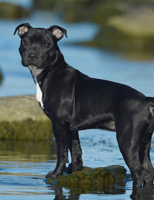 Predisposiciones Staffordshire Bull Terrier