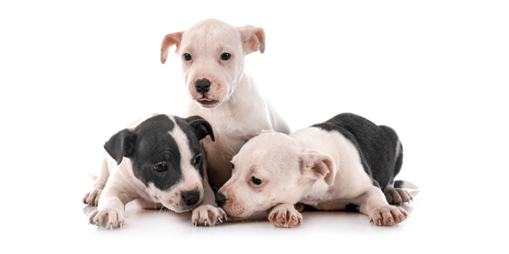Suplementos Staffordshire Bull Terrier