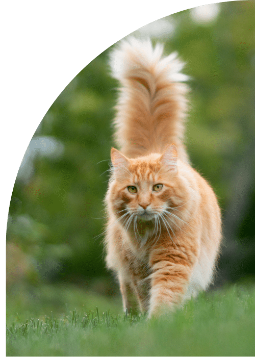 Gato sano contacto