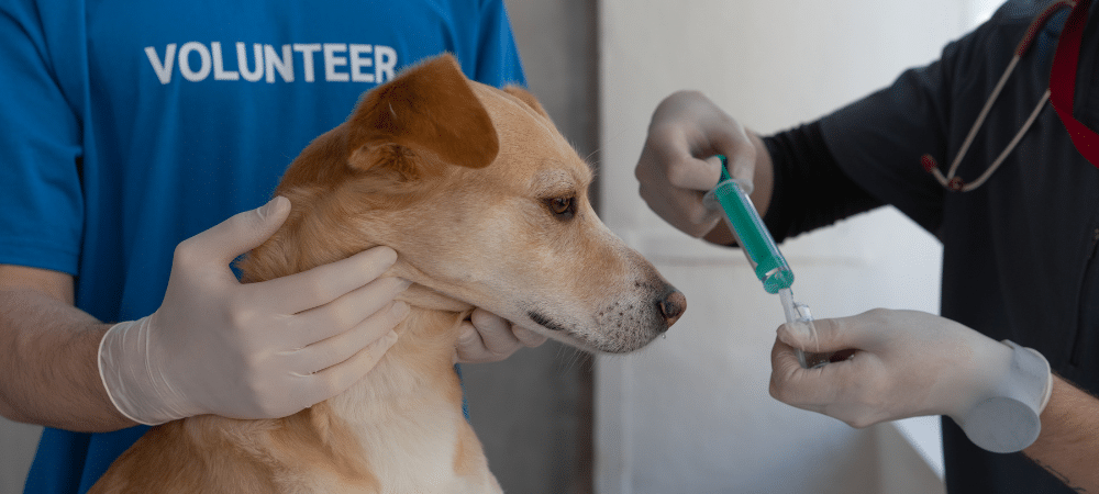 Veterinaria clínica