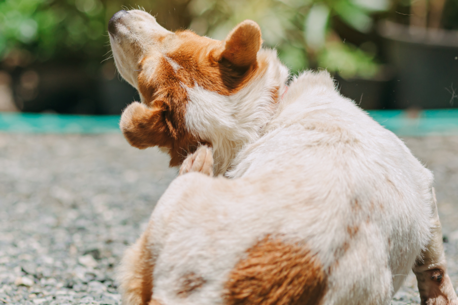 Perro dermatitis atópica