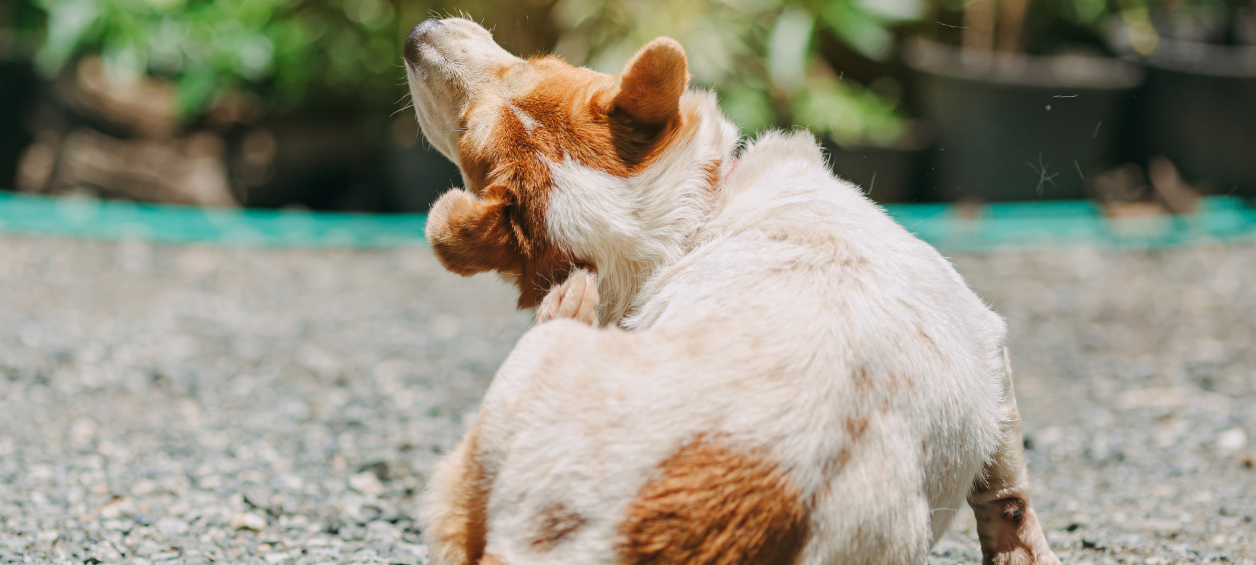 Perro dermatitis atópica