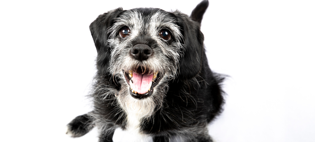 perro senior alzheimer