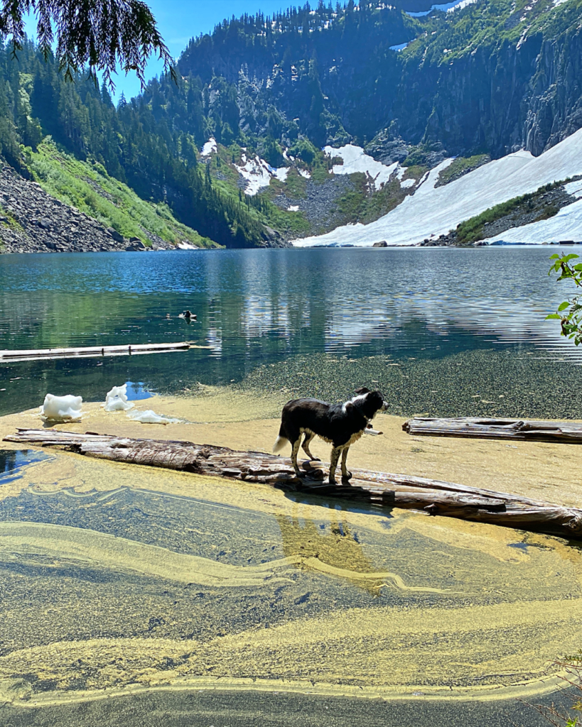 Perro montaña