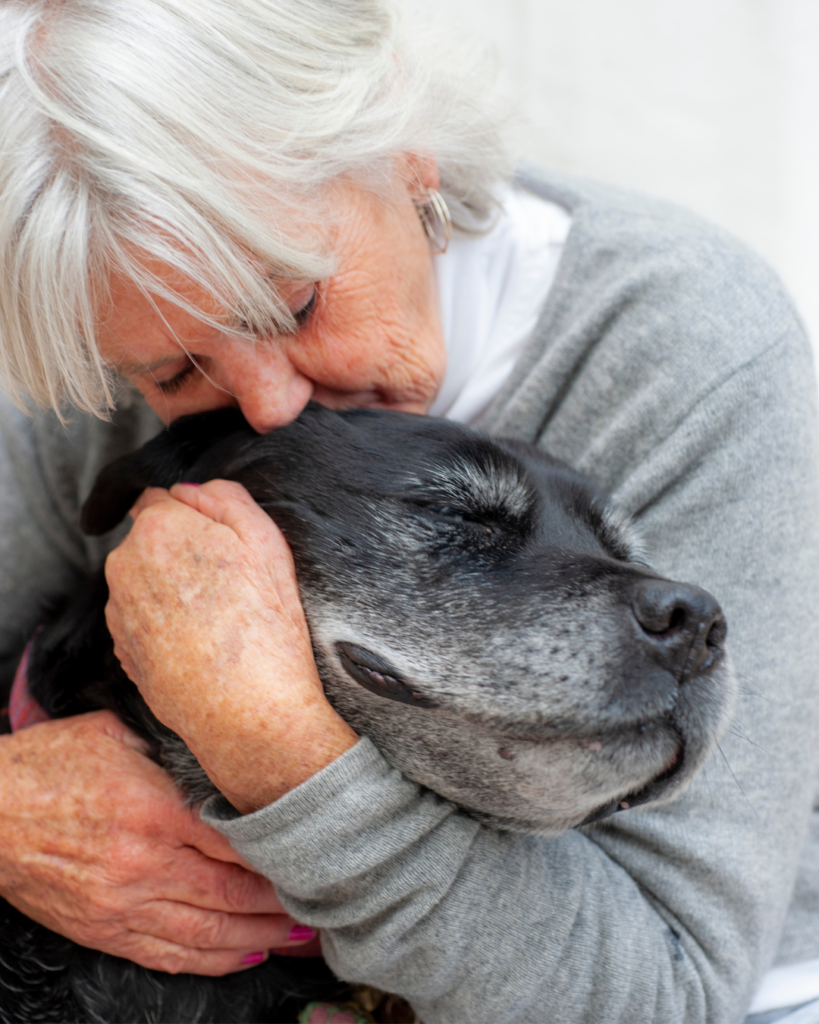 perro senior alzheimer