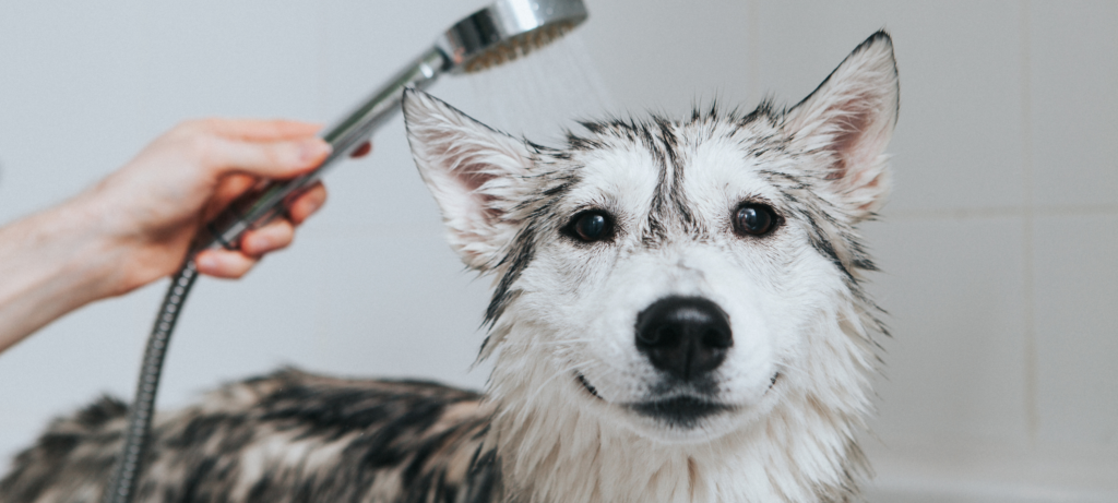 Perro bañándose