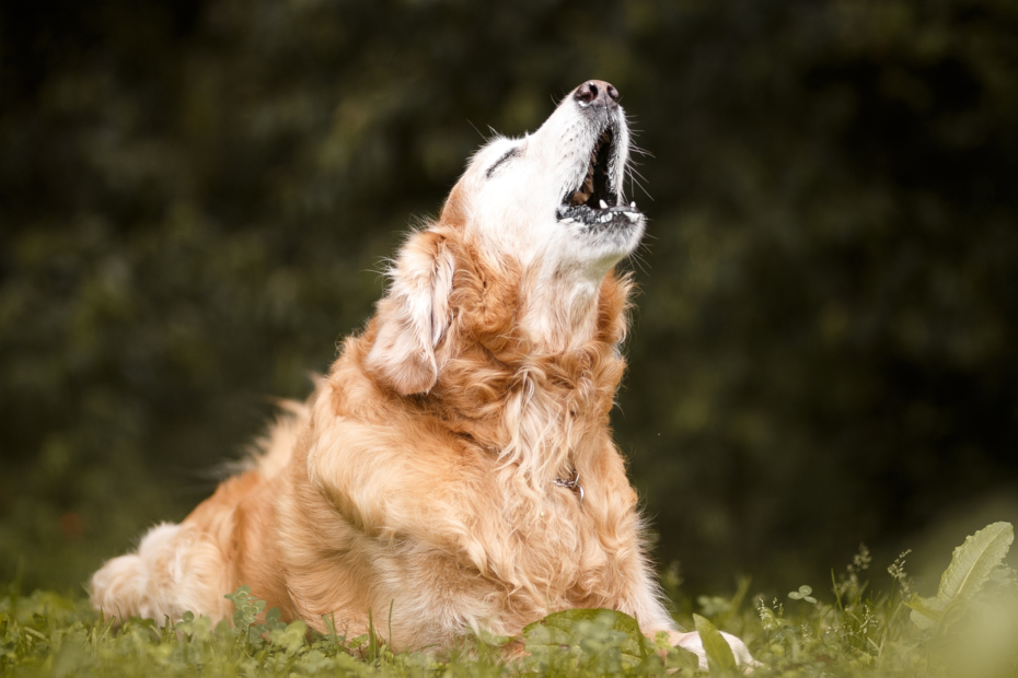 perro senior vocalizaciones