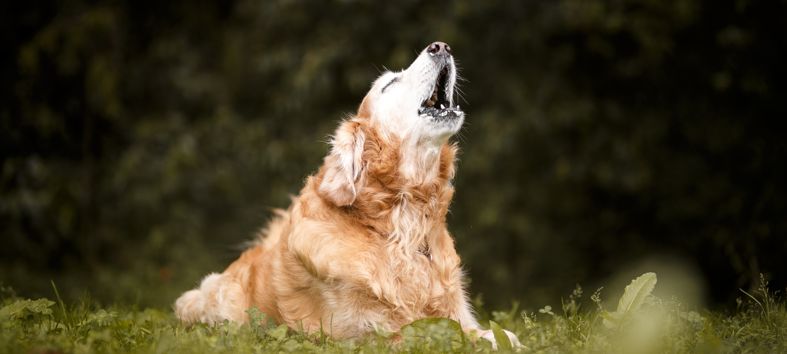 perro senior vocalizaciones