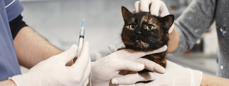 Gata veterinario