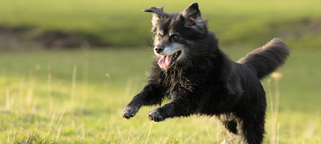 perro senior corriendo