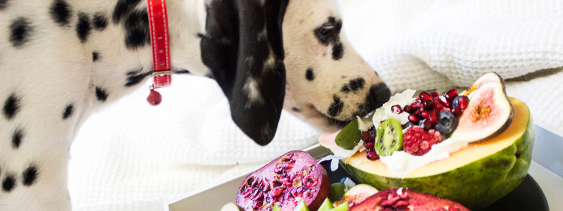 Perro dieta ideal