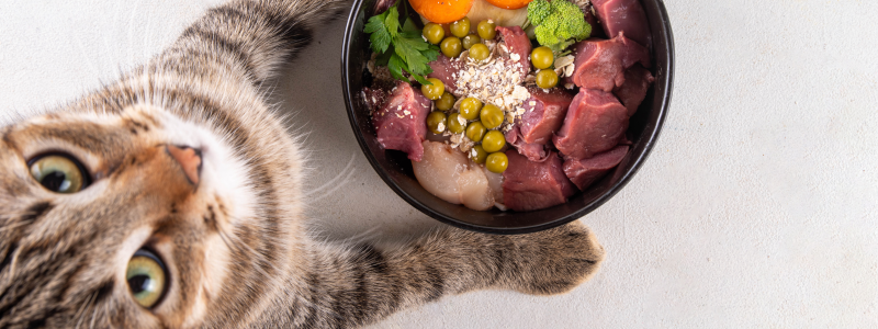 dietoterapia gato enfermedad renal